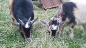 The goats in their natural habitat, enjoying the vegetation